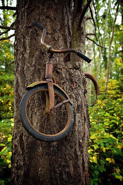indibikes_blog_bicycle swallowed by tree